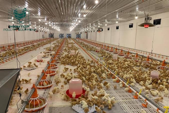 BUILDING A SUCCESSFUL BROILER PRODUCTION SYSTEM